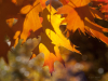 Хребет Явірник