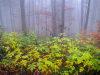 My Carpathians © Igor Melika