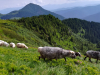 My Carpathians © Igor Melika