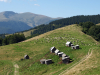 My Carpathians © Igor Melika