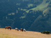 My Carpathians © Igor Melika