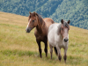 My Carpathians © Igor Melika