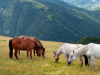 My Carpathians © Igor Melika