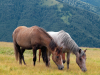 My Carpathians © Igor Melika