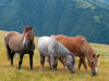 My Carpathians © Igor Melika