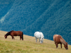 My Carpathians © Igor Melika