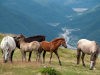 My Carpathians © Igor Melika