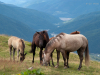 My Carpathians © Igor Melika