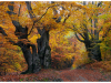 My Carpathians © Igor Melika