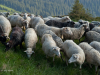 My Carpathians © Igor Melika