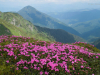My Carpathians © Igor Melika