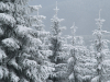 My Carpathians © Igor Melika