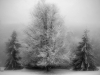 © Igor Melika