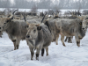 Угорська сіра корова © Igor Melika
