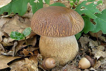 Білий гриб сітчастий (Boletus reticulatus (Schaeff.) Boud.) - звичайний у рівнинних лісах