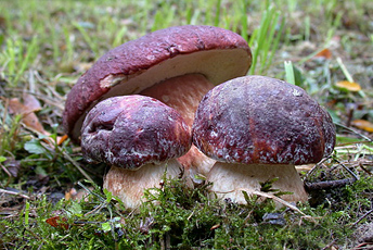 Білий гриб сосновий (Boletus pinicola Vitt.) - справжній боровик