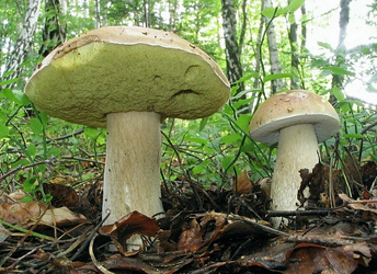 Білий гриб березовий (Boletus betulicola) - зростає у світлих листяних лісах рівнин