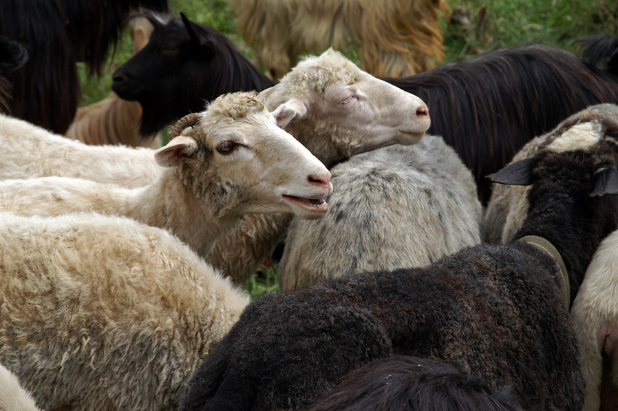 Проводи вівчарів на Боржавські полонини