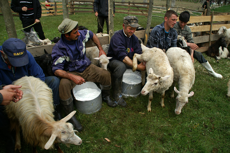 Проводи вівчарів на Боржавські полонини