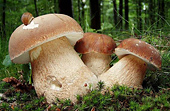 До лісу за грибами