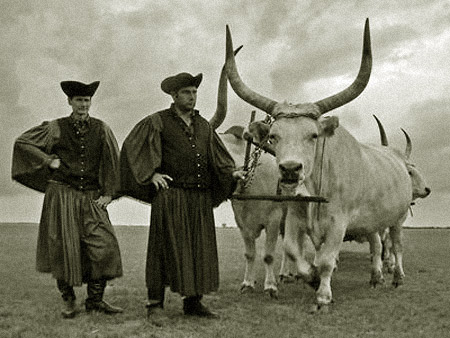 Угорська сіра корова
