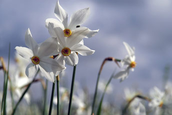 Нарцис вузьколистий (Narcissus angustifolius)