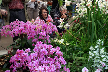 Виставка орхідей в ботанічному саду "PalmenGarten" (Німеччина)