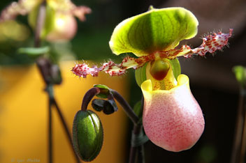 Виставка орхідей в ботанічному саду "PalmenGarten" (Німеччина)  